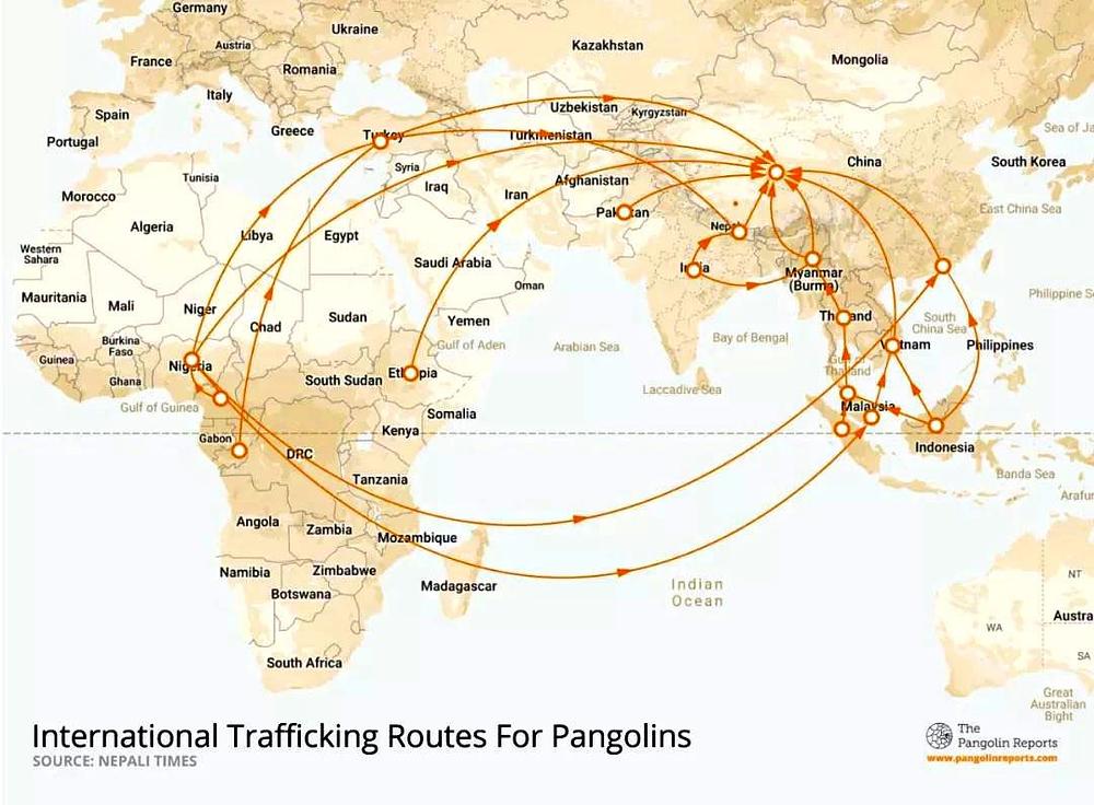 Međunarodni putevi trgovine pangolinima