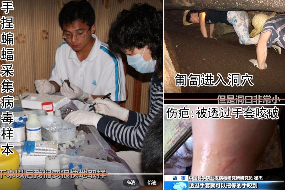 Minimalna lična zaštita tima gđe Shi Zhengli prilikom prikupljanja uzoraka virusa šišmiša: Lijevo, sakupljanje uzoraka; gore desno, traganje za šišmišima u pećinama; dole desno, ugriz šišmiša na ruci.