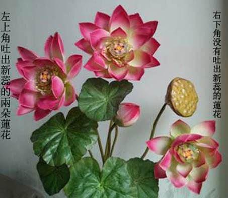  Cvetovi lotosa
