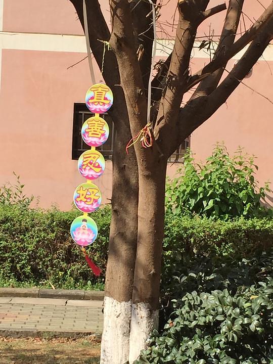 Poruka na drvetu u gradu Kumingu (koji je poznat i kao „grad proljeća“), prijestolnici provincije Yunnan u Južnoj Kini, piše: „Istinitost-Dobrodušnost-Tolerancija su dobri“. Slične poruke su viđene i na drveću u obližnjoj provinciji Guzhou.