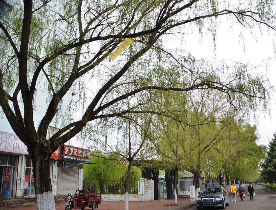 "Falun Dafa je dobar"