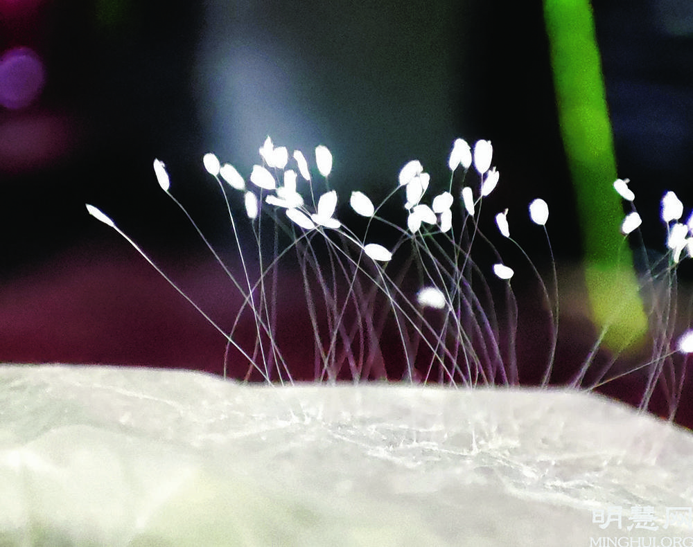  Cvjetovi Udumbare zapaženi su širom svijeta